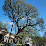 Emergency tree removal service in Salina after storm