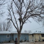 Tree trimming services for healthy trees in Salina KS