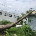 Emergency tree branch removal service in Salina KS